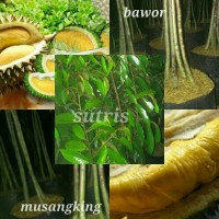 promo bibit durian musangking kaki 4 dan bawor kaki 4 tinggi 150cm