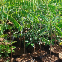 (caktus kaktus bonsai hias) Bibit Tanaman Alpukat Mentega Miki