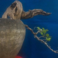 (caktus kaktus bonsai hias) mame anting putri
