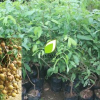 PROMO Bibit Rambutan Rapiah Bibit Rambutan Rapia Harga Grosir