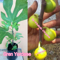 Bibit Benih Pohon buah Tin