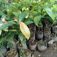 Bibit Manggis