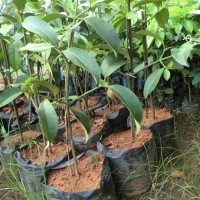 bibit manggis pucuk sambung cepat berbuah