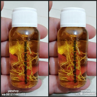 Jual MINYAK BULUS GINSENG MERAH (30ML) KUALITAS LEBIH BAGUS (ORI PAPUA) Murah
