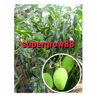 Bibit Pohon Mangga Indramayu