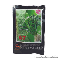 Discont Tanaman Kebun Benih Kangkung A7 New Day Seed