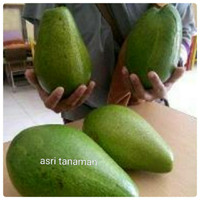 bibit alpukat mentega bangkok super