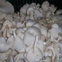 Jual Jamur Tiram Putih Murah