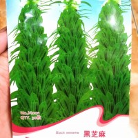 Benih Biji Bibit Bunga Wijen (Sesame) merk Flower Goddess