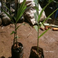 Bibit Jahe Merah Unggul Siap Tanam