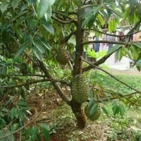 Bibit tanaman buah Durian musang king kaki 3.. kualitas super