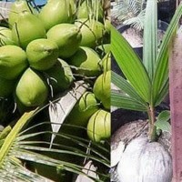 Bibit Kelapa Pandan Wangi Varietas Unggul