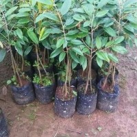 Bibit Durian Kumbokarno Unggulan Varietas Unggul