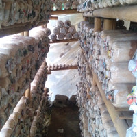Baglog, benih, jamur tiram