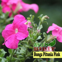 Tanaman Hias Bunga Petunia - Bibit Pohon Semi Outdoor Gantung