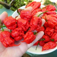 Bibit / Benih / Seeds Cabe Carolina Reaper Hot Pepper Cabe Pedas