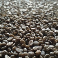 Jual Kopi Luwak Arabika Green Beans (Tanpa Merk) Murah
