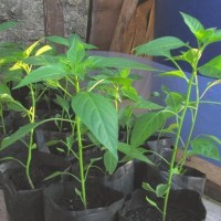 Bibit Cabai Rawit Siap Tanam Bibit Cabe Rawit Unggul