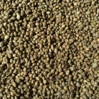 Jual GreenBean Robusta biji kopi Lanang / peaberry 80% grade 1 Lampung 1kg Murah