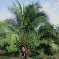 promo Bibit Kelapa Pandan Wangi Thailand Asli Import murah