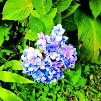NEW bibit bunga hortensia bunga bokor