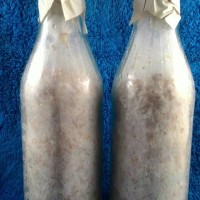 Bibit Jamur Tiram F1 (Tiram Putih) (Murah, Berkualitas !!)