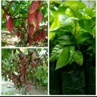 Cepat Berbuah !! Bibit Tanaman Buah Kakao/Bibit Kopi, Arabika Murah