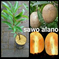 Cepat Berbuah !! Bibit Tanaman Buah Sawo Alano Super Murah