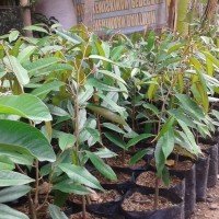 Tanaman Bibit Durian Petruk, Varietas Durian Lokal Super Unggul