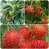 Paket 3 Bibit Rambutan Rapiah, Binjai, dan Zaenal Mahang