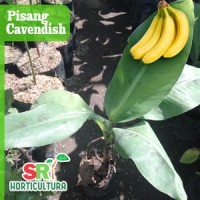 Bibit Tanaman - Pisang Cavendish