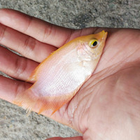 Ikan gurame padang bibit