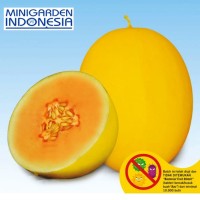 Benih Bibit tanaman buah Melon Kuning Anti Virus ALISHA F1
