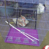 Kandang Ternak Lovebird, Parkit, dan burung lainnya