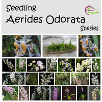 Seedling Aerides Odorata Bibit Anggrek Kuku Macan Wangi