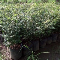 NEW 3 pcs bibit anggur brazil jaboticaba