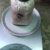 bibit F2 jamur tiram kemasan plastik