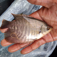 Bibit ikan gurame uk.super