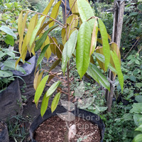 Bibit durian Musang King - Pohon durian Musang King