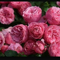 Bibit Mawar Floribunda Pink - Harga Petani