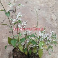 Bibit Taman kebun) Bibit Tanaman Anting Putri Salju