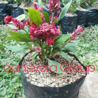 Bibit Taman kebun) Tanaman Hias Bunga Red Celosia Plumosa