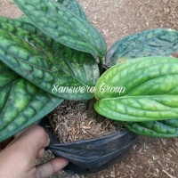 Bibit Taman kebun) Tanaman Gantung Sirih Kulit/Sirih Unik Langka