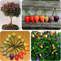 NEW BIBIT CABE / BENIH Cabai Pelangi/ Bolivian Rainbow Pepper bell