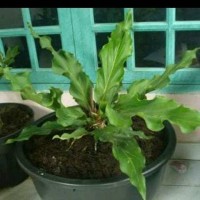 Bibit Taman kebun)Tanaman Anthurium Gelombang Cinta