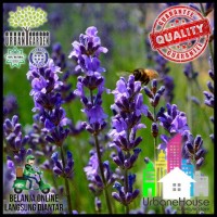 HOT DEAL HERBS - BENIH LAVENDER TRUE VERA IMPORT BIBIT TANAMAN BUNGA