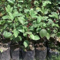 Bibit Tanaman Bunga Rosela Merah