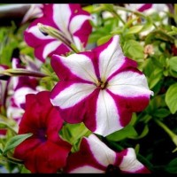 TERMURAH 50 BIJI BUNGA PETUNIA GRANDIFLORA HEDGIFLORA MULTIFLORA BIBIT