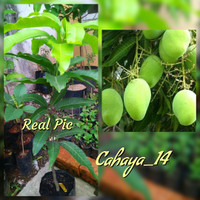 Bibit Pohon Mangga Indramayu