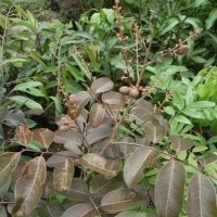 Bibit Kelengkeng Merah Varietas Unggul